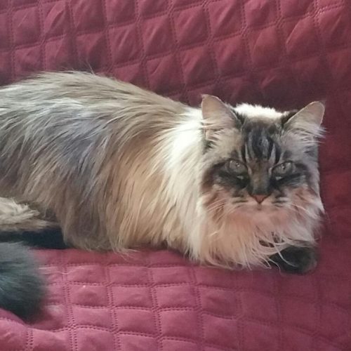 Pawtel de luxe (14)